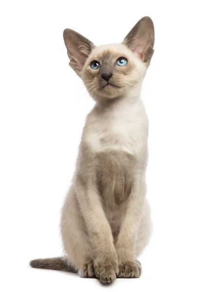 Oriental Shorthair kitten, 9 weeks old, looking up into white background — стоковое фото