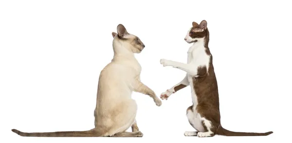 Two Oriental Shorthairs sitting and ready to fight against white background — Stock Photo, Image