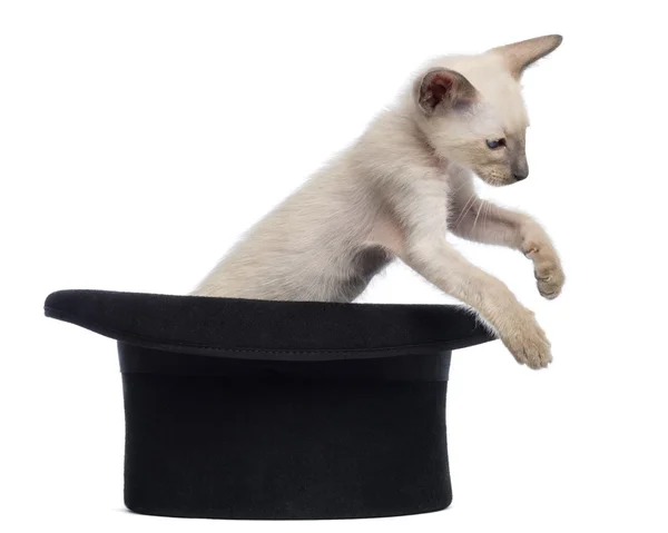 Oriental Shorthair kitten, 9 weeks old, jumping out magician's hat, against white background — Stock Photo, Image