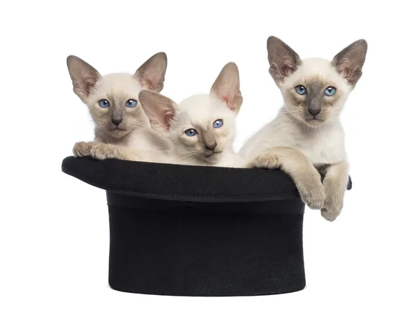 Three Oriental Shorthair kittens, 9 weeks old, sitting in magician's hat, against white background — Stock Photo, Image