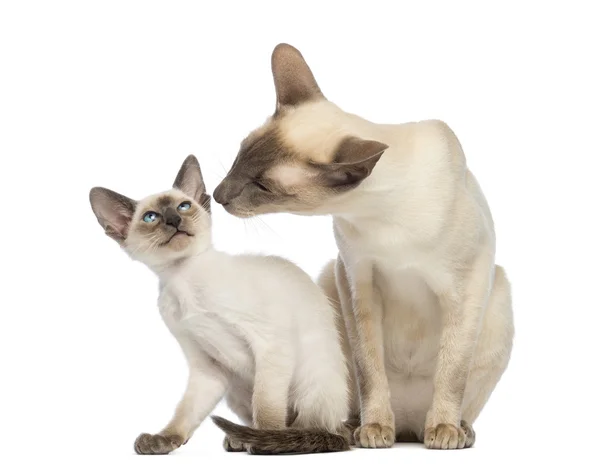 Oriental Shorthair father sitting with its kitten, 9 weeks old, against white background — Stock Photo, Image