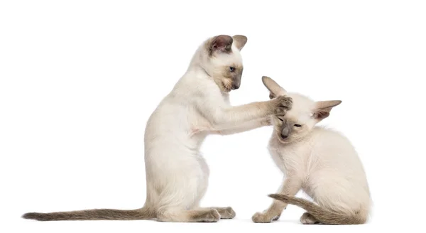 Twee Oosterse korthaar kittens, 9 weken oud, spelen vechten tegen witte achtergrond — Stockfoto