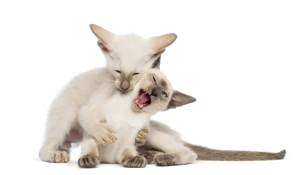 Dois gatinhos Oriental Shorthair, 9 semanas de idade, jogar luta contra o fundo branco — Fotografia de Stock