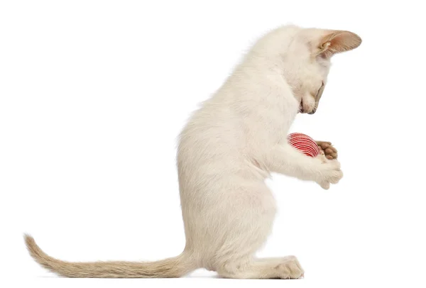 Orientaliska korthår kattunge, 9 veckor gamla, leker med boll mot vit bakgrund — Stockfoto