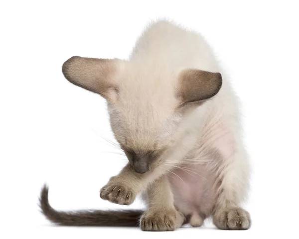 Orientaliska korthår kattunge, 9 veckor gamla, rengöring sig mot vit bakgrund — Stockfoto