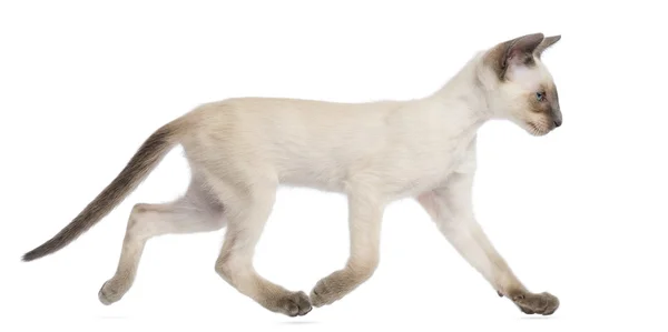 Котенок Oriental Shorthair, 9 недель, бегает на белом фоне — стоковое фото