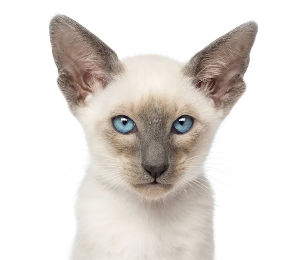 9 週古い、白い背景、オリエンタルショートヘアー子猫のクローズ アップ — ストック写真