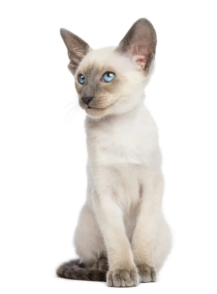 Sziámi cica, 9 hetes, ült, és keres elérhető fehér háttér — Stock Fotó