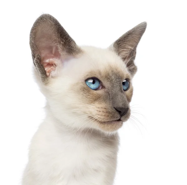 Close-up un oriental taquigrafía gatito, 9 semanas de edad, mirando hacia otro lado contra blanco fondo —  Fotos de Stock
