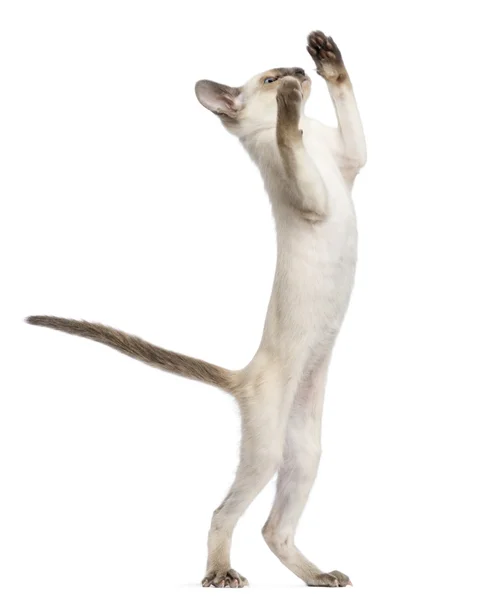 Orientaliska korthår kattunge, 9 veckor gamla, stående på bakbenen och nå mot vit bakgrund — Stockfoto