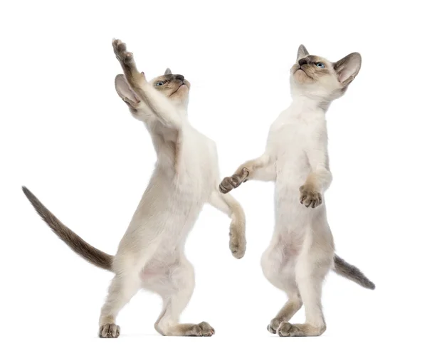 Two Oriental Shorthair kittens, 9 weeks old, standing on hind legs and reaching against white background — Stock Photo, Image