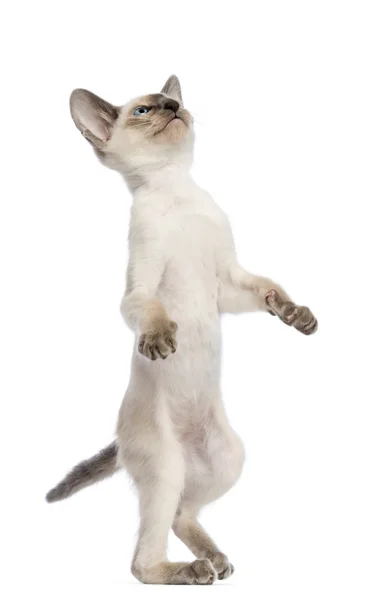 Oriental Shorthair kitten, 9 weeks old, standing on hind legs and reaching against white background — Stock Photo, Image