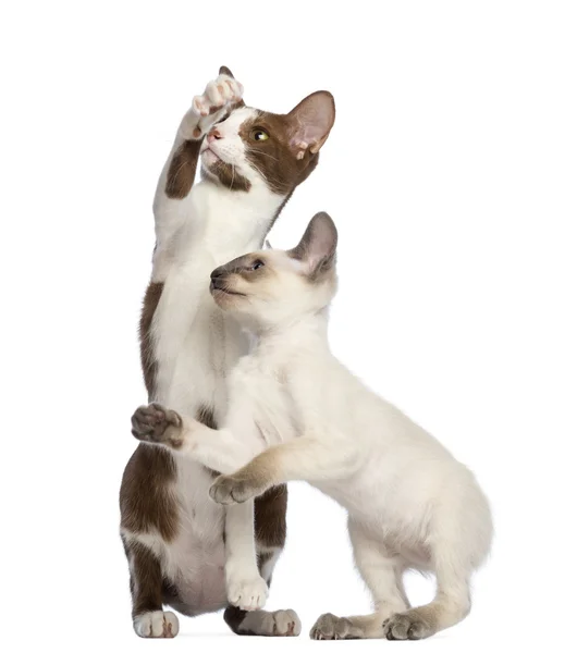 Deux poils courts orientaux, adulte et chaton, debout sur les pattes arrière et atteignant sur fond blanc — Photo