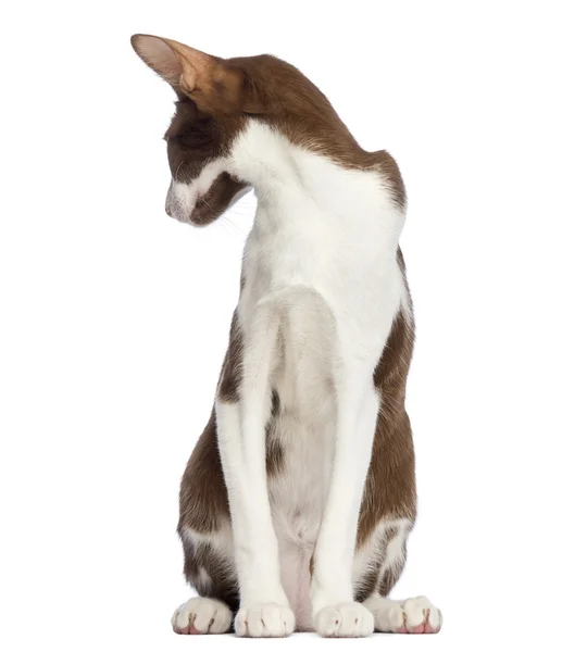 Oriental Shorthair sitting and looking back against white backgr — Stock Photo, Image