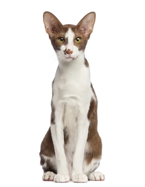 Oriental Shorthair sitting and looking at camera against white background — Stock Photo, Image