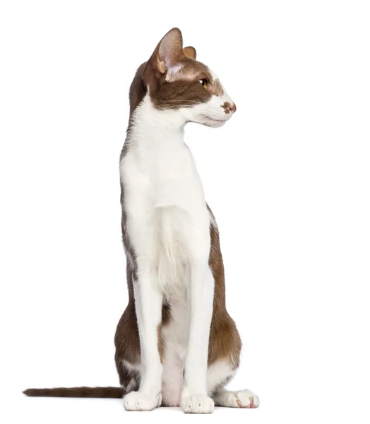 Oriental Shorthair sitting and looking away against white background — Stock Photo, Image