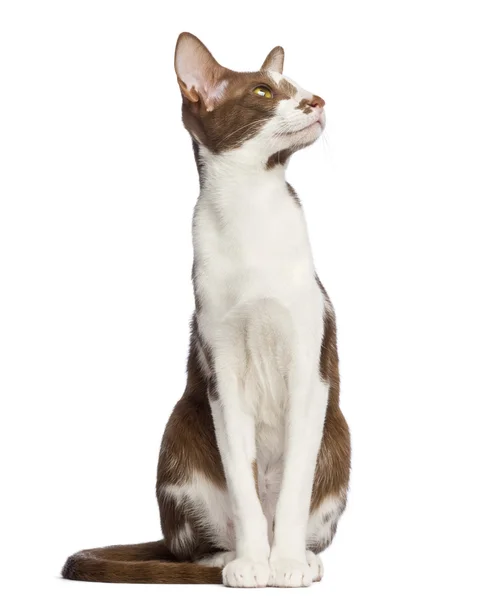 Oriental Shorthair sitting and looking up into white background — стоковое фото