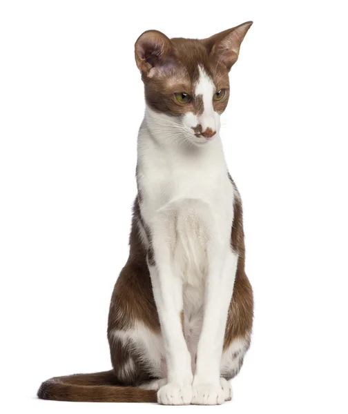 Oriental Shorthair sitting and looking down against white background — Stock Photo, Image