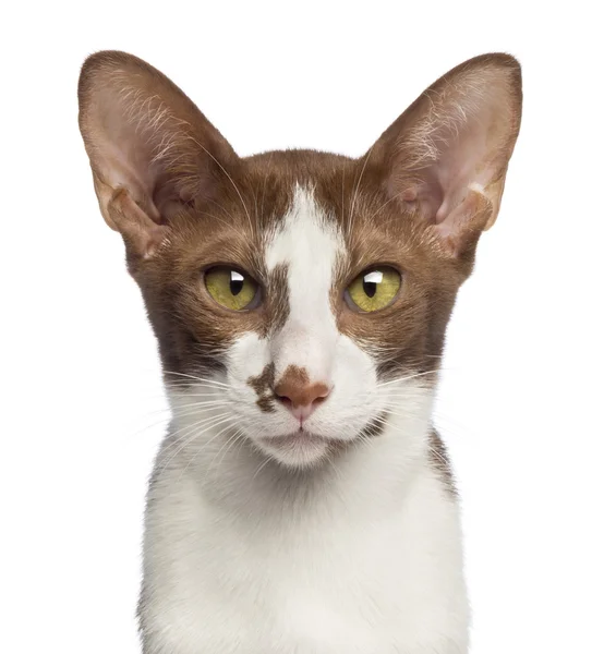 Close-up of an Oriental Shorthair looking at camera against white background — Stock Photo, Image