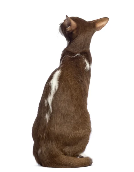 Rear view of an Oriental Shorthair sitting and looking away against white background — Stock Photo, Image