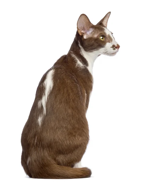 Rear view of an Oriental Shorthair sitting and looking away against white background — Stock Photo, Image