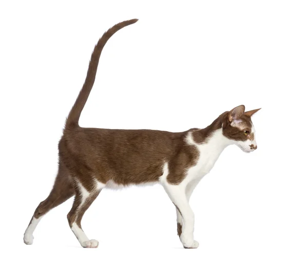 Side view of an Oriental Shorthair walking against white background — Stock Photo, Image