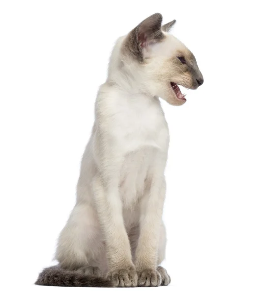 Oriental Shorthair kitten, 9 weeks old, sitting, looking away and meowing against white background — Stock Photo, Image