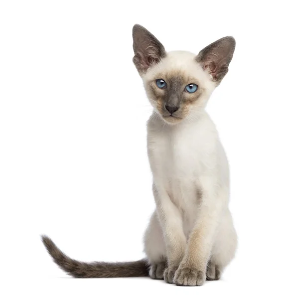 Oriental Shorthair gatinho, 9 semanas de idade, sentado e olhando para longe contra fundo branco — Fotografia de Stock