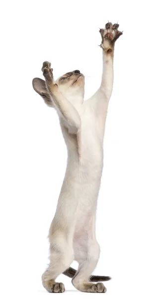 Sziámi cica, 9 hetes, állva hátsó lábait, és elérte a fehér háttér — Stock Fotó