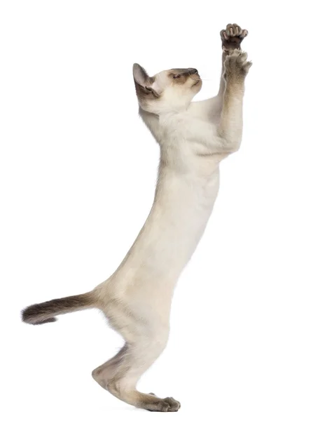 Oriental Taquigrafía gatito, 9 semanas de edad, de pie en las patas traseras y alcanzando contra fondo blanco — Foto de Stock