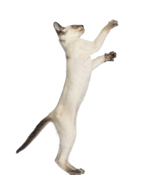 Ανατολίτικος στενογραφία γατάκι, 9 εβδομάδων, στέκεται στα πίσω πόδια και επίτευξη λευκό φόντο — Φωτογραφία Αρχείου