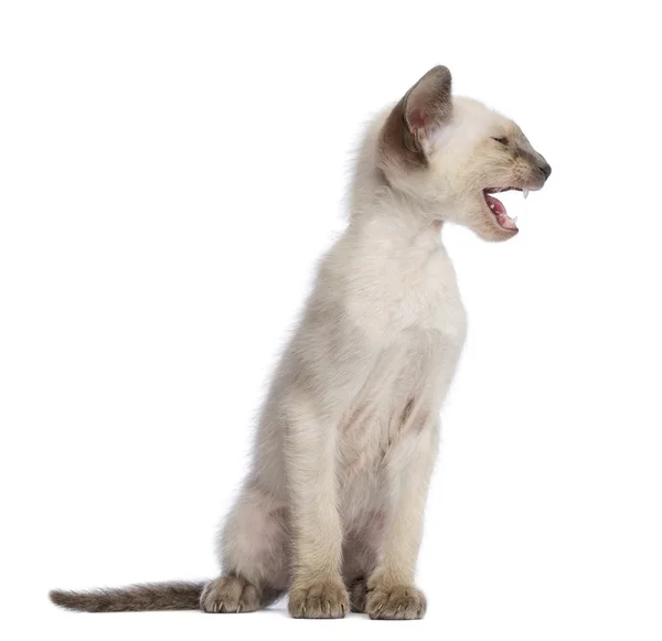 Oriental Shorthair kitten, 9 weeks old, sitting, looking away and meowing against white background — Stock Photo, Image