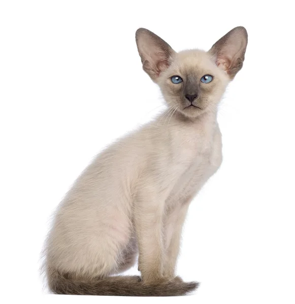 Doğuya özgü stenografi kedi yavrusu, 9 hafta yaşlı, oturma ve uzağa beyaz arka planı arıyorum — Stok fotoğraf