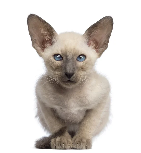 Oriental Shorthair kitten, 9 weeks old, lying and looking at camera against white background — Stockfoto