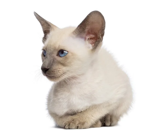 Oriental Shorthair kitten, 9 weeks old, lying and looking away against white background — Stock Photo, Image