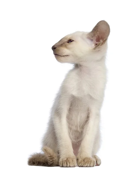 Сіамські кошеня сидіти і дивитися вбік на білому тлі — стокове фото