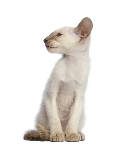 Oriental taquigrafía gatito sentado y mirando hacia otro lado contra blanco fondo —  Fotos de Stock