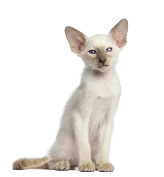 Orientální Těsnopis kotě sedící a při pohledu na fotoaparát proti Bílému pozadí — Stock fotografie