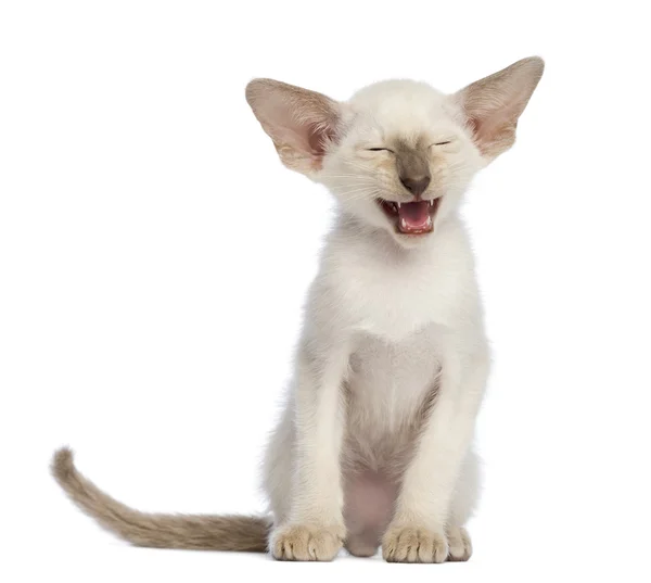 Oriental Shorthair gatinho, 9 semanas de idade, sentado e miando contra fundo branco — Fotografia de Stock