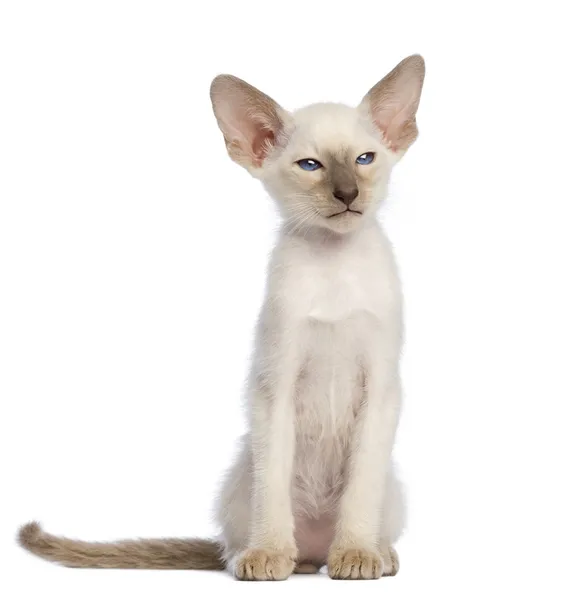 Oriental taquigrafía gatito sentado y mirando hacia otro lado contra blanco fondo — Foto de Stock