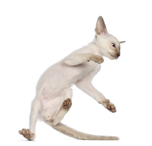 Oriental taquigrafía gatito haciendo un acrobático salto sobre blanco fondo — Foto de Stock