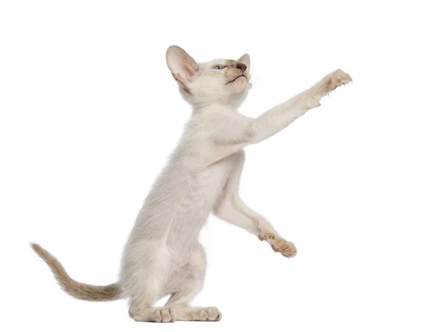 Oriental Shorthair gatinho, 9 semanas de idade, em pé sobre as patas traseiras e atingindo contra fundo branco — Fotografia de Stock