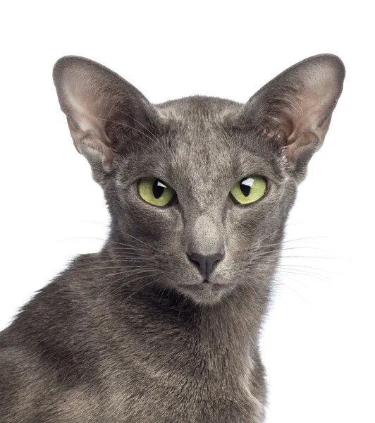 Close-up of an Oriental Shorthair looking at camera against white background — Stock Photo, Image