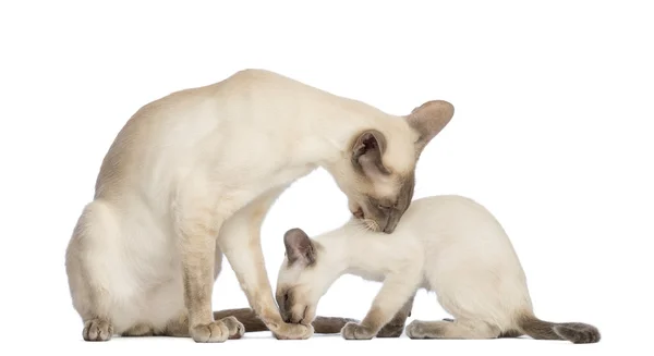 Oriental Shorthair father sitting with its kitten, 9 weeks old, and cleaning each other against white background — Stock Photo, Image