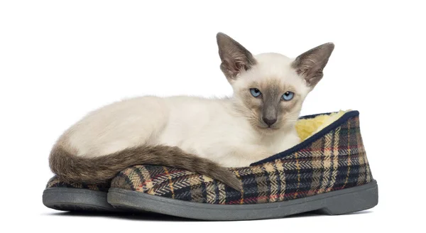 Котенок Oriental Shorthair, 9 недель, лежащий на тапочках на белом фоне — стоковое фото