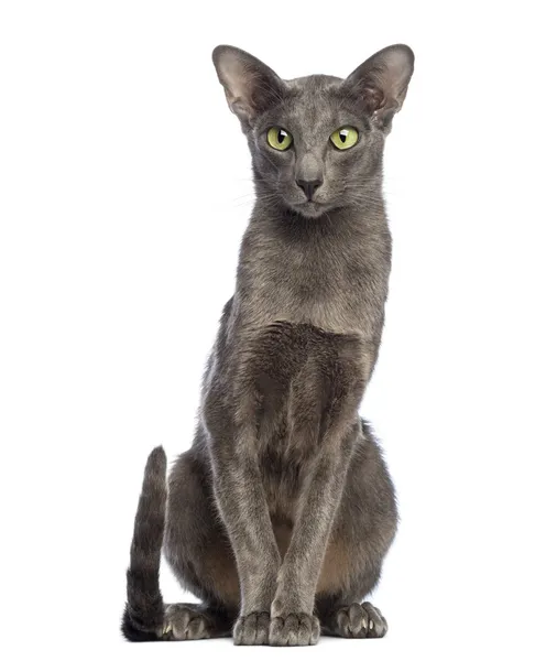 Oriental Shorthair seduta e guardando lontano sullo sfondo bianco — Foto Stock