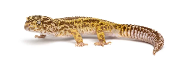 Leopard gecko, eublepharis macularius, λευκό φόντο — Φωτογραφία Αρχείου