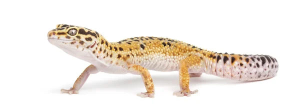 Gecko leopardo, Eublepharis macularius, contra fundo branco — Fotografia de Stock