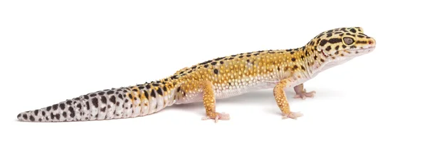 Gecko leopardo, Eublepharis macularius, sobre fondo blanco —  Fotos de Stock