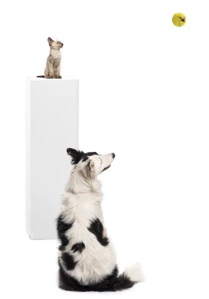 Border Collie sitting in front of a Oriental shorthair kitten sitting on a pedestal, watching a tennis ball against white background — Stock Photo, Image